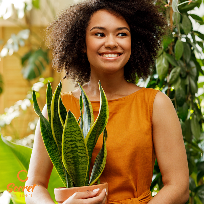 7 Houseplants That Boost Your Health And Wellness