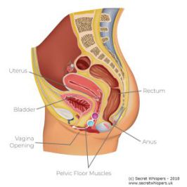 The 4 Main Types of Pelvic Floor Prolapse with Reference Diagrams